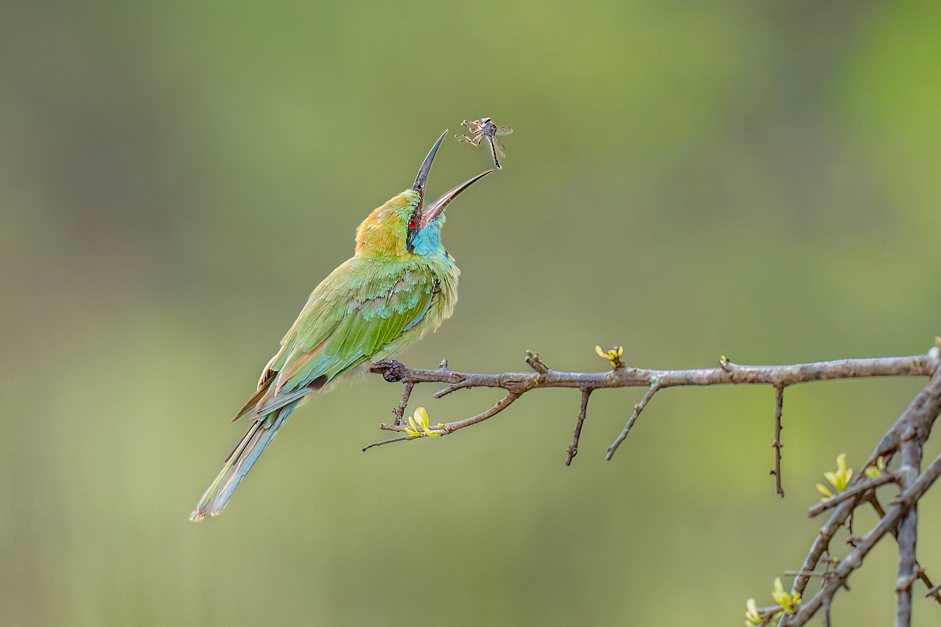 Sri Lanka Leopard Intensive gallery image 10